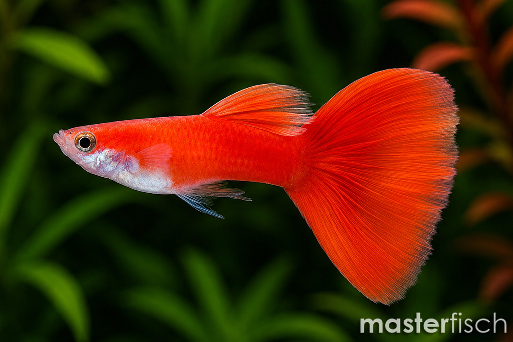 Guppy premium full red Poecilia reticulata Aquaristik Shop
