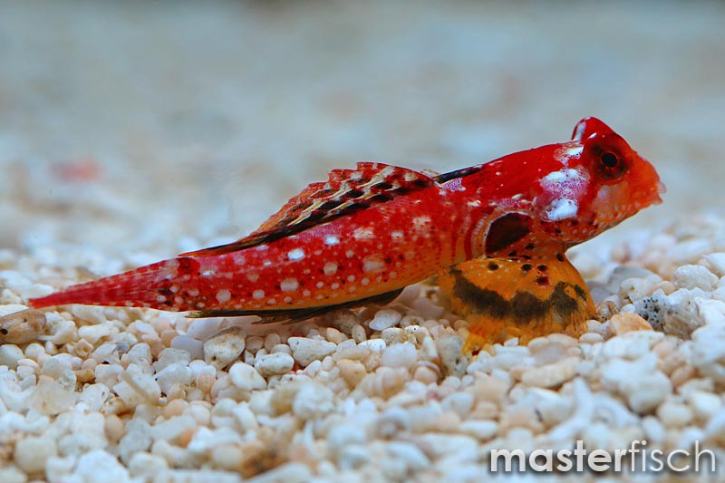 Ruby Red Synchiropus sp. ruby red Online Shop