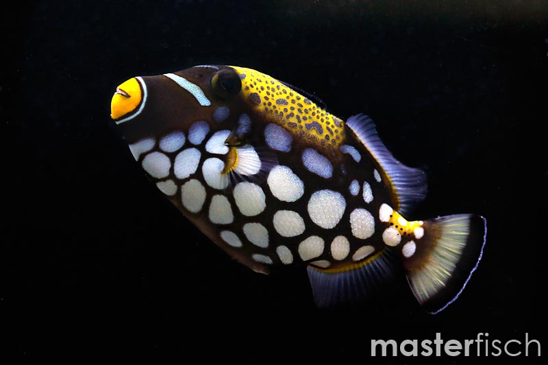 Clown Triggerfish Balistoides conspicillum MasterFisch