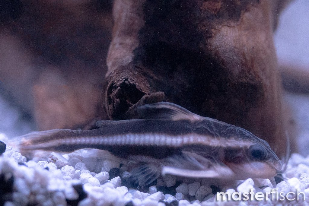 Raphael catfish Platydoras costatus MasterFisch