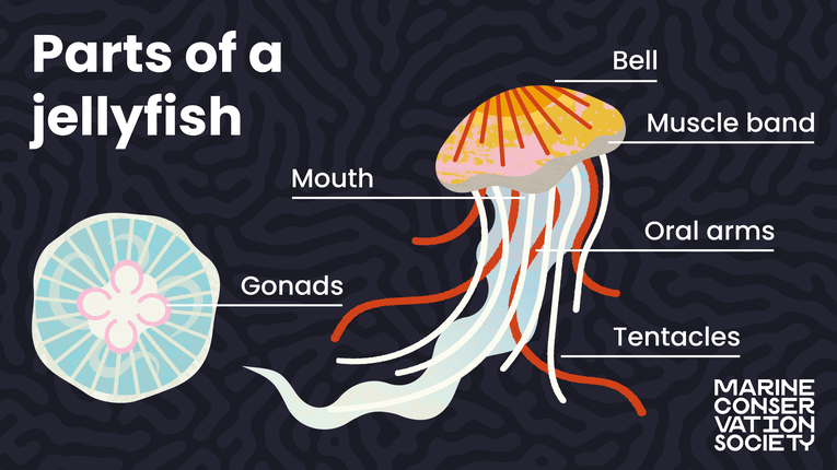 Identifying jellyfish | Wildlife sightings | Marine Conservation