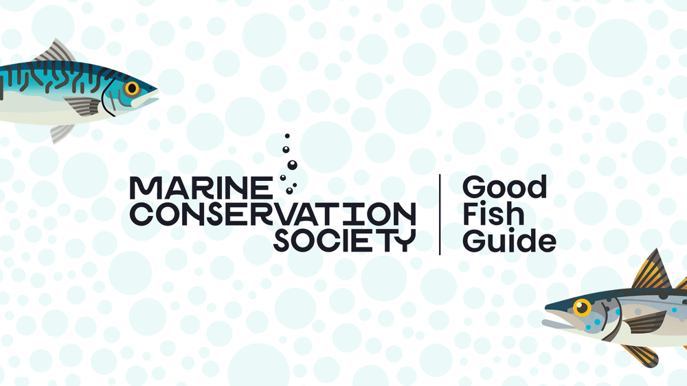 Good Fish Guide makes sustainable choices easier Latest news Marine