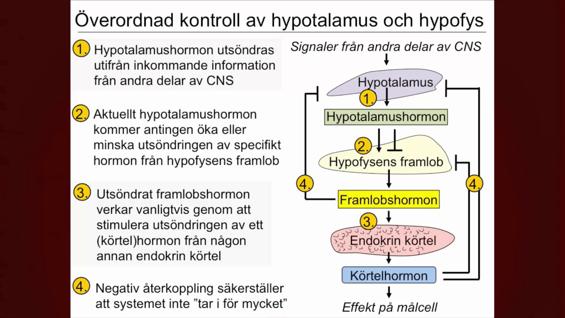 Det endokrina systemet Del 4 Medfarm Play Uppsala universitet