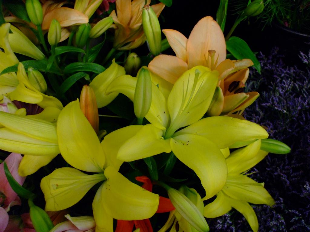 Community Flower Shop Pittsburgh PA 15218 4123716300 Flowers