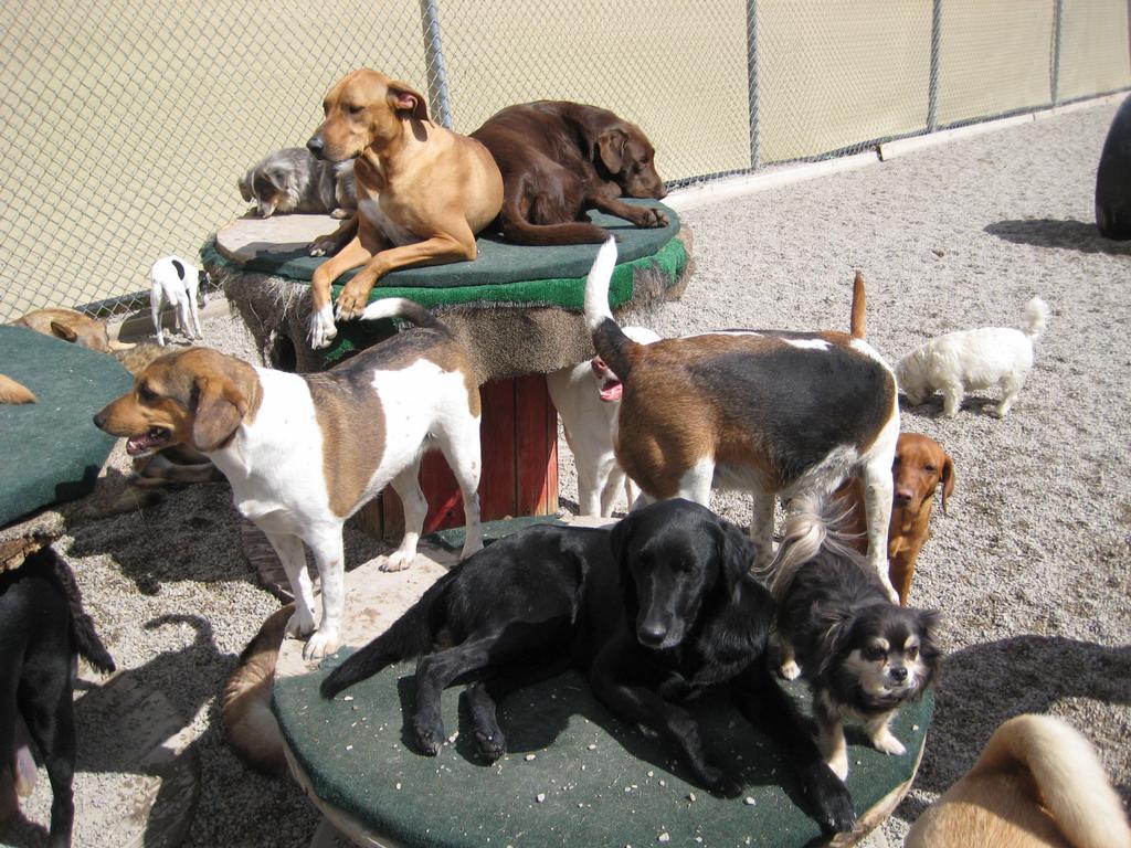 Desert Dog Daycare Salt Lake City UT 84104 8018860364