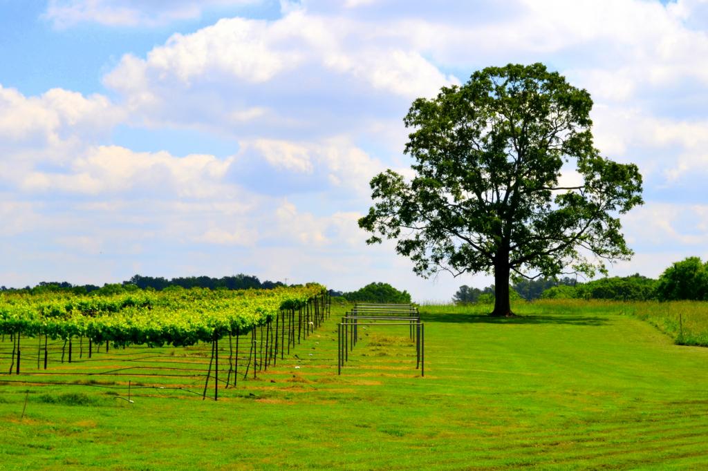 Dennis Vineyards Inc Albemarle NC 28001 7049826090 Wine