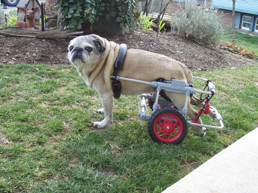 Pug in Dog wheelchair from K9 Cart Company East in Oxford, MD 21654
