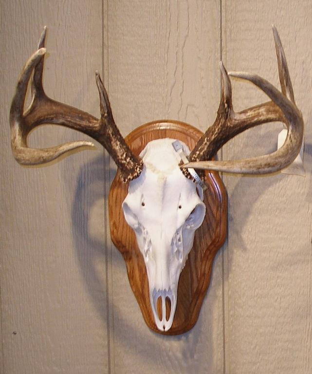 Pictures for Whitetails Unlimited Taxidermy in Zeeland, MI 49464
