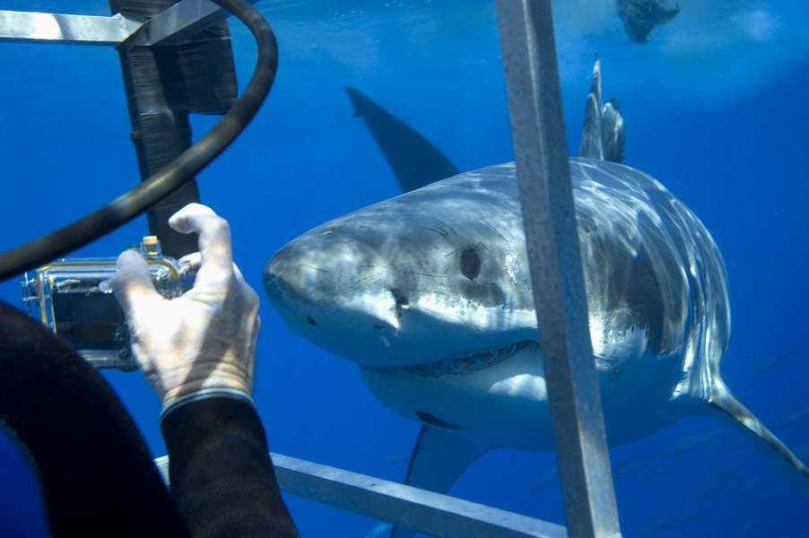 San Diego Shark Diving Expeditions San Diego CA 92168 8887374275