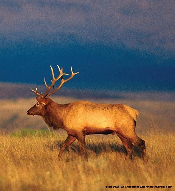 Pictures for New Mexico Wildlife Federation in Albuquerque, NM 87110