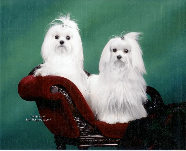 Pictures for Cat's Kennel AKC Maltese & Wampum Dog Grooming Products in