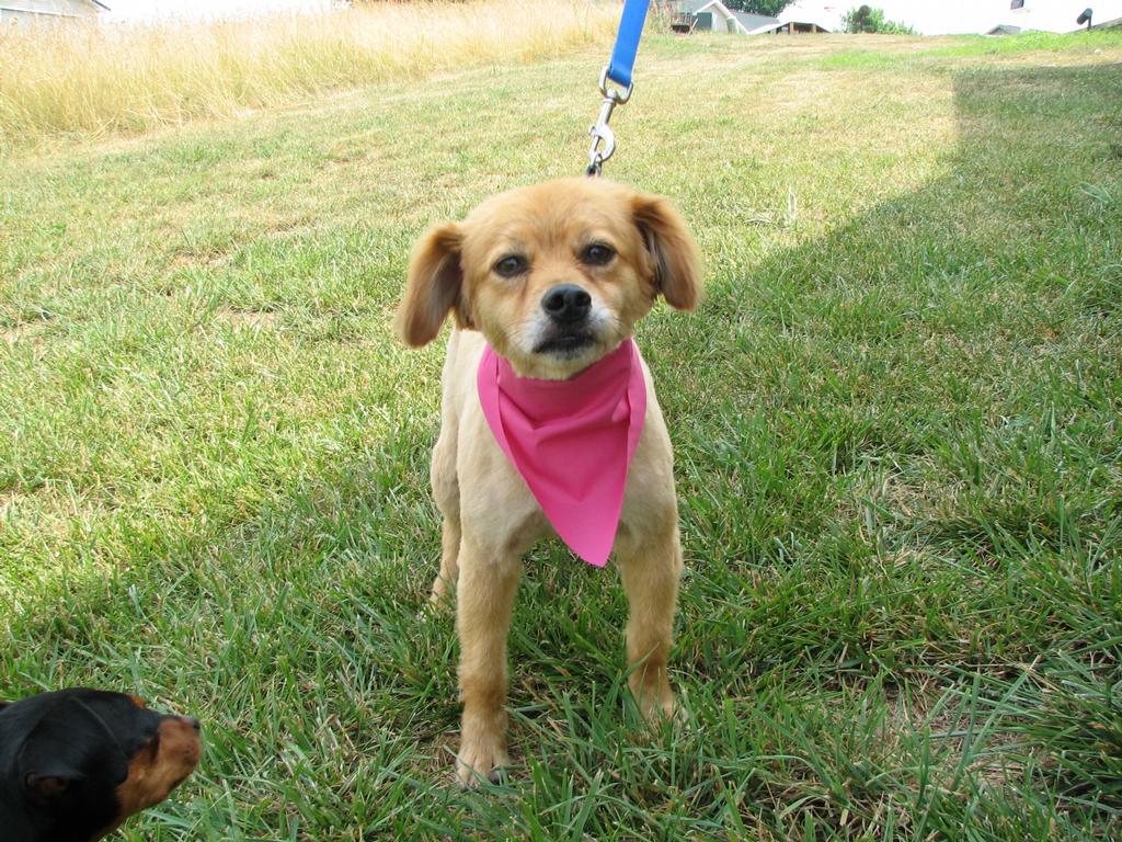Mobile Dog Grooming Cleveland Tn