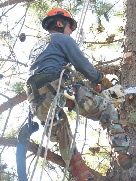 Bowman's Tree Service Raleigh NC 27601 9194544351 Tree Service