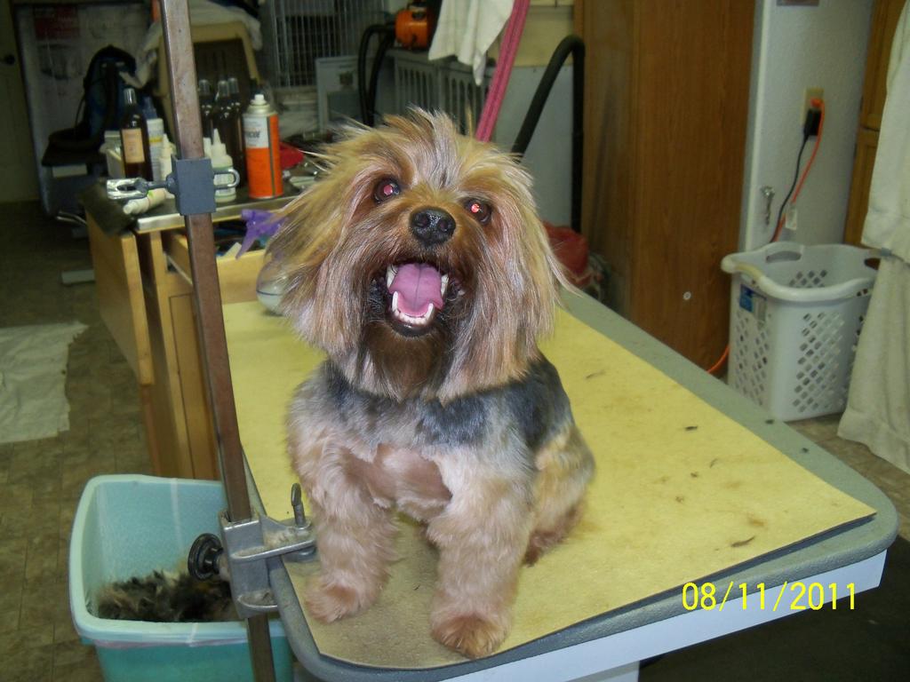 Aprils Plush Puppies Grooming and Boarding & Wash your own dog Great