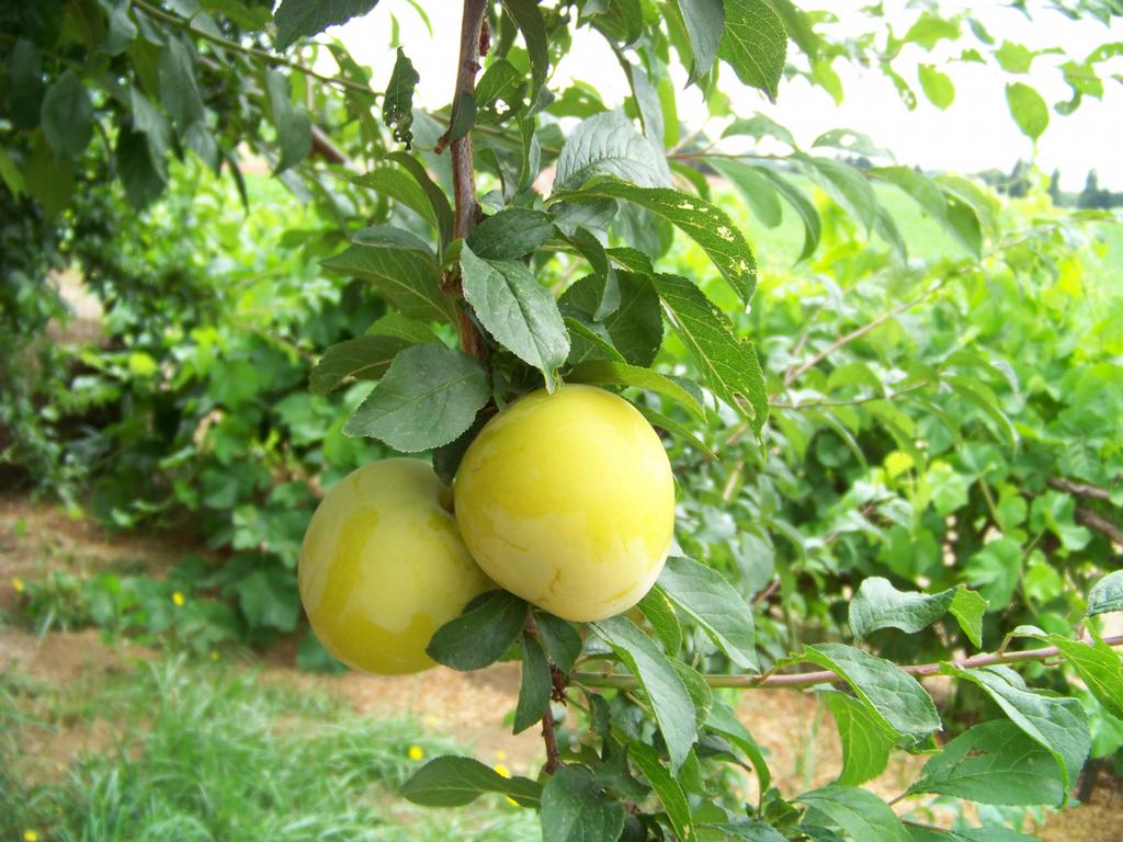 Sauvie Island Lavender Farm Portland OR 97231 5035776565