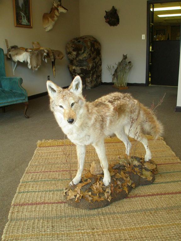 Wright Way Taxidermy Oak Grove MO 64075 8167268735 Fish