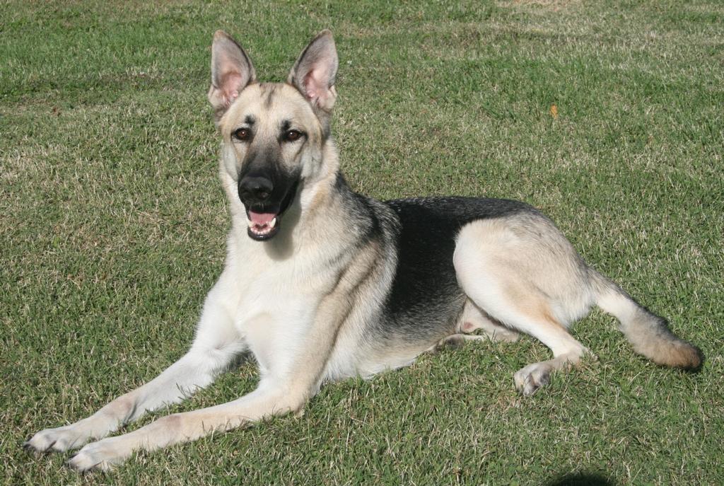 Trained dogs for sale from OffLeash K9 North Indianapolis Dog Training