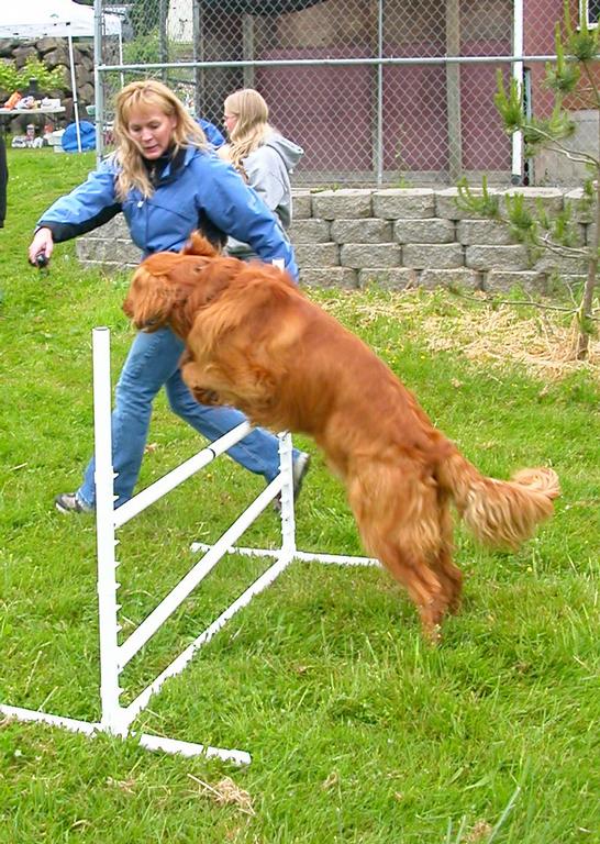 Fast Pup Dog Training WA 98406 2535690411