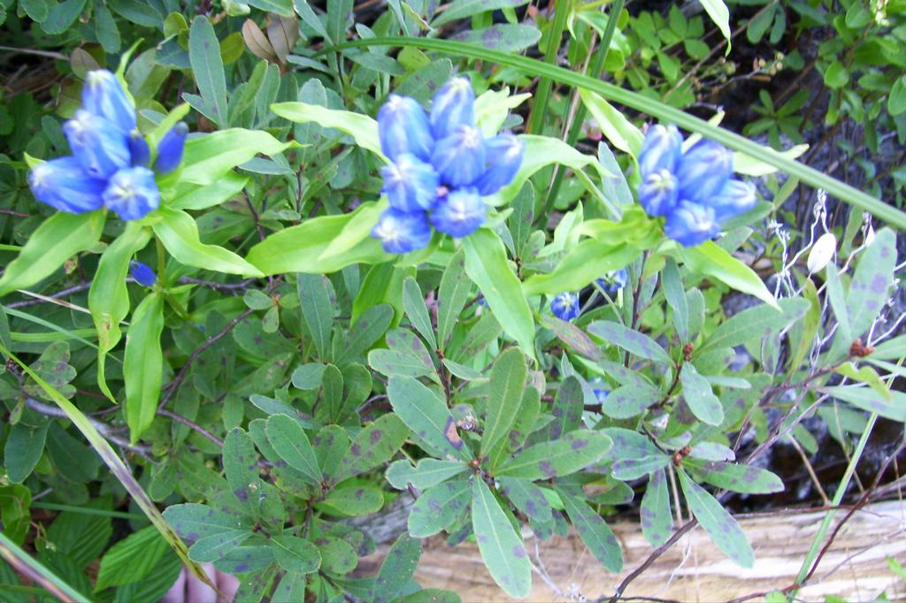 Amanda's Garden Native Perennial Nursery Springwater NY 14560 585