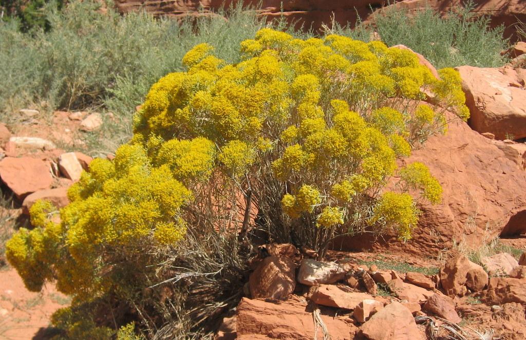 Pictures for Great Basin Natives in Holden , UT 84636 Nurseries