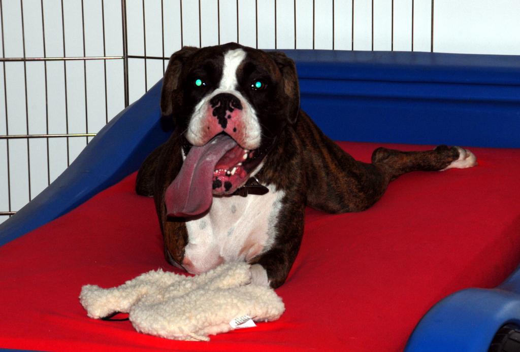 The Dog Spot Training & Enrichment Center Loganville GA 30052 678