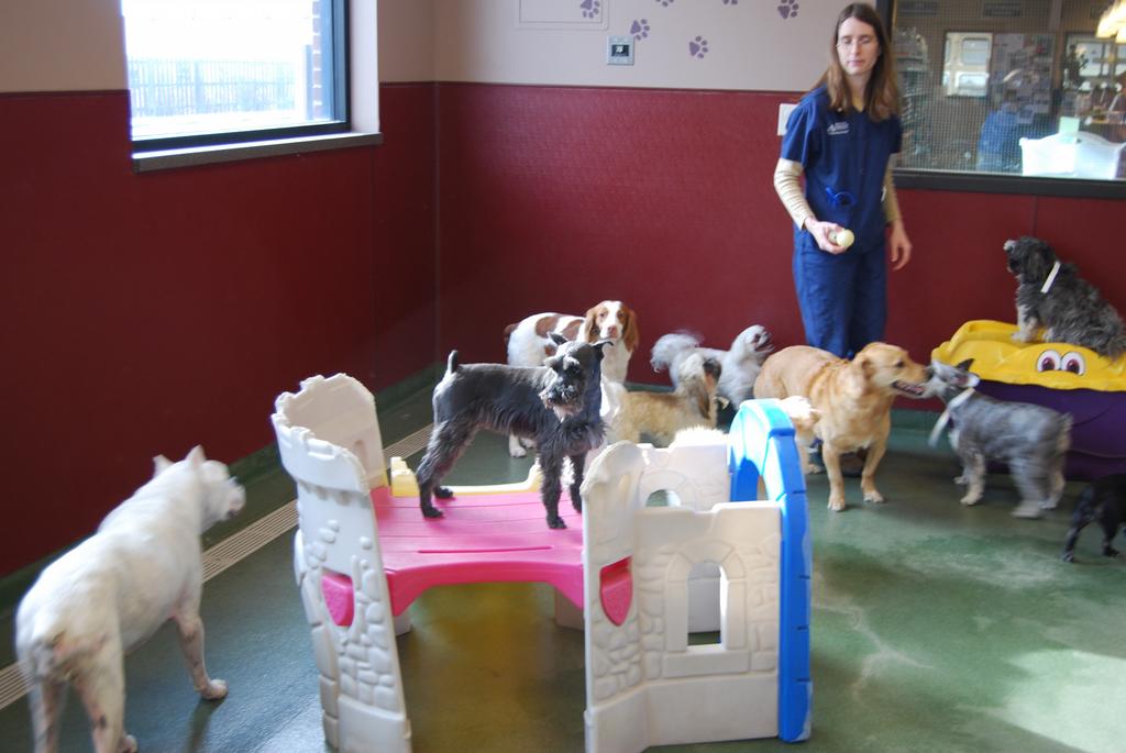 Pictures for Blue Springs Animal Hospital and Pet Resort in Blue Springs, MO 64015