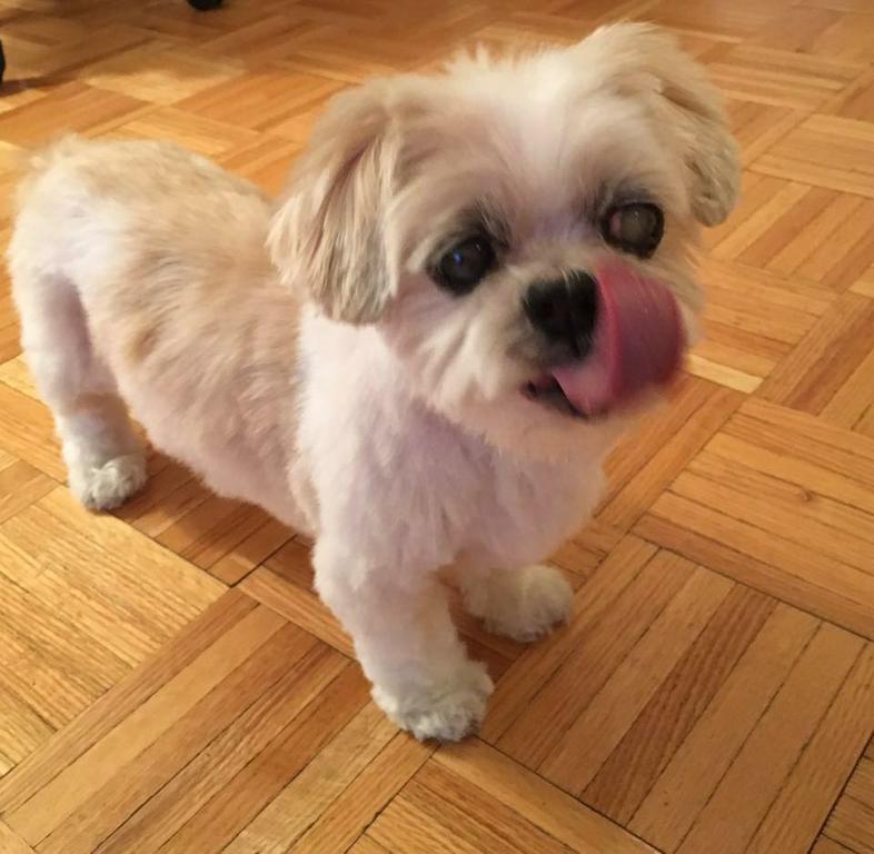 Good Dog! Private Pet Grooming New York NY 10024 2126796402