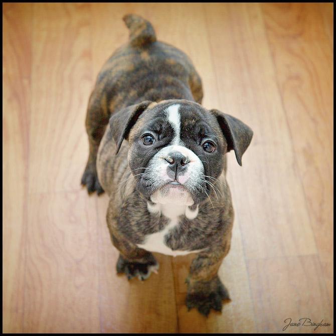 Doggie In The Window Sewell NJ 08080 8562702447