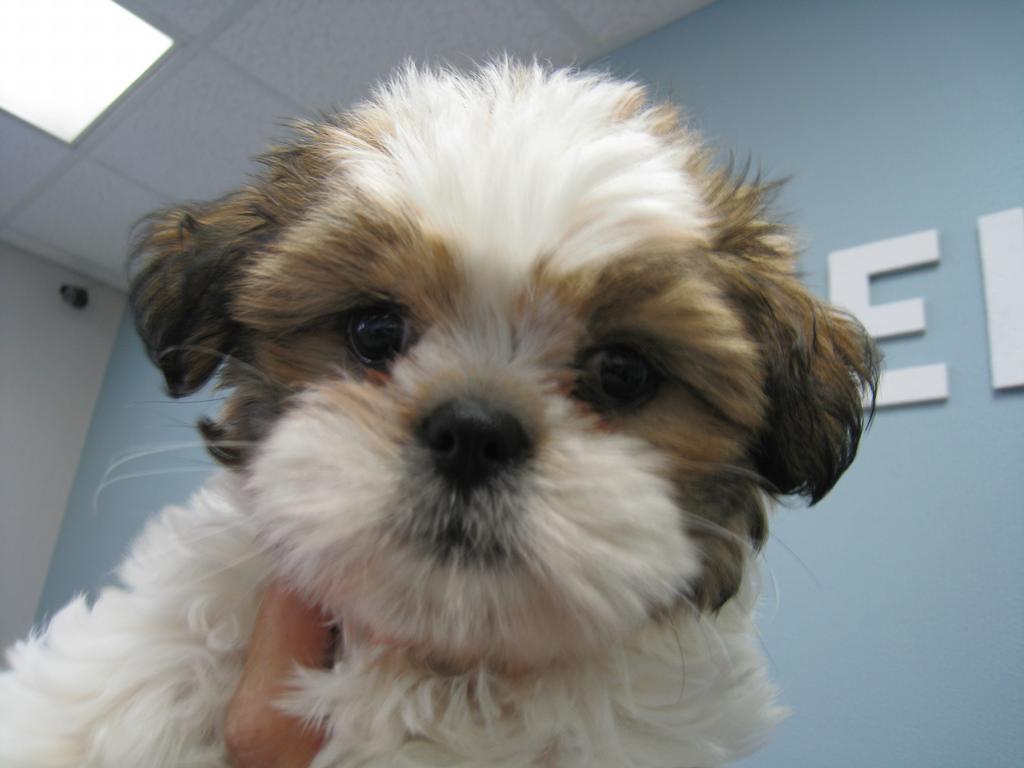 Hotel Poochie Memphis Dog Boarding Memphis TN 38133 9015902609