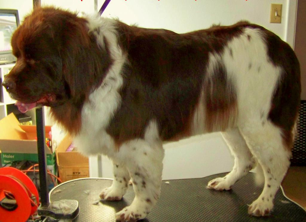 Doggy Stylz Grooming Littleton CO 80121 7202026363