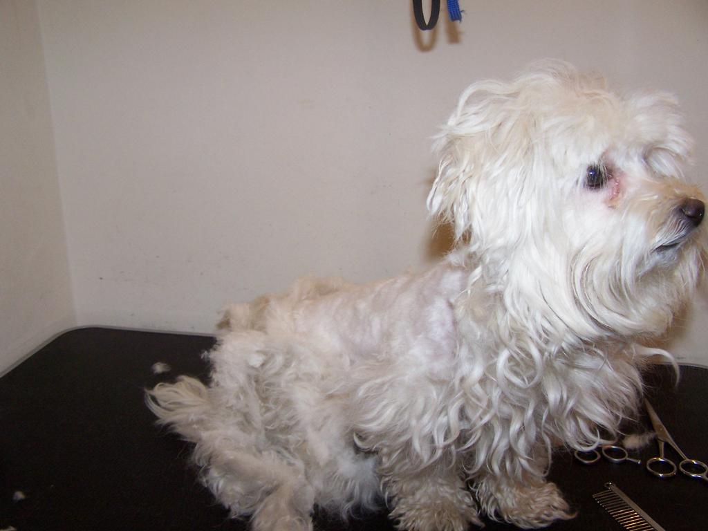 Tina's Groom Room Professional Dog Grooming Walkertown NC 27051 336