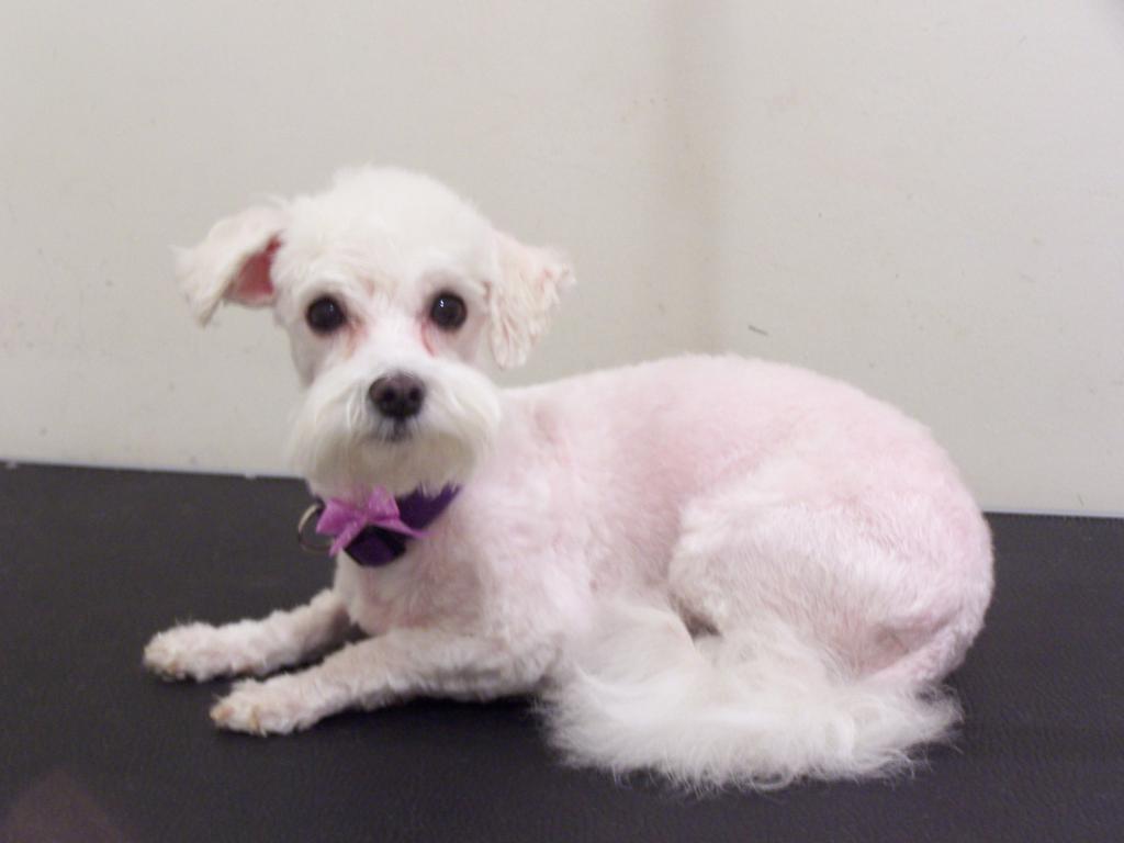 Candy after grooming (maltese) from Tina's Groom Room Professional Dog