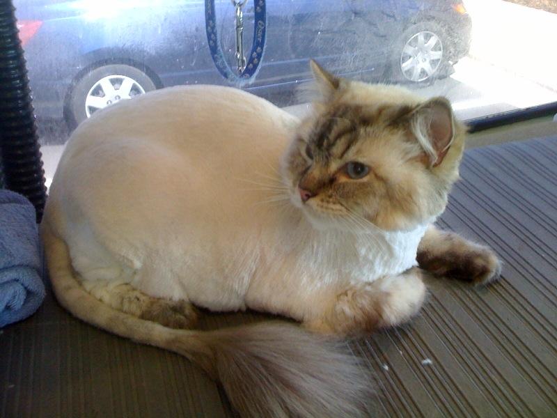10 Cat Lion Haircut Near Me Gallery Pet My Favourite