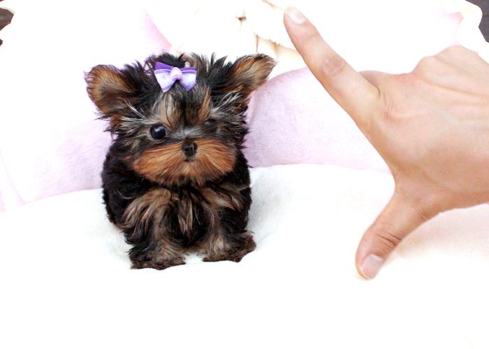 Pictures for Royal Teacup Puppies in Houston, TX 77049