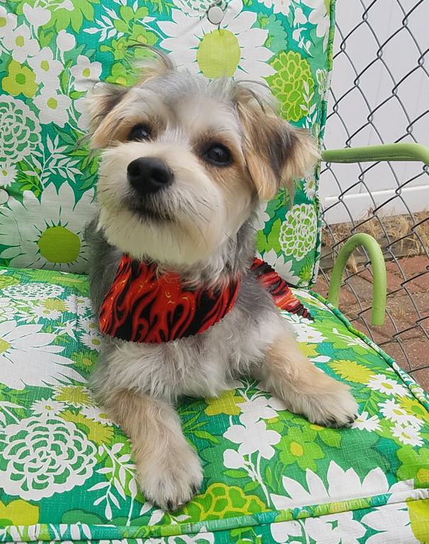 Pictures for Scruffy to Fluffy Pet Salon in Ortonville, MI 48462