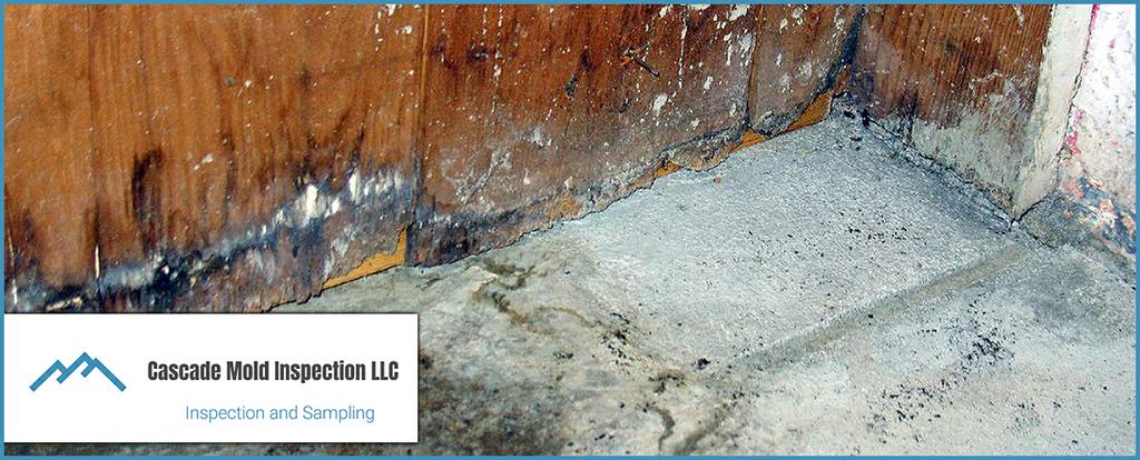 Pictures for Cascade Mold Inspection in Anacortes, WA 98221