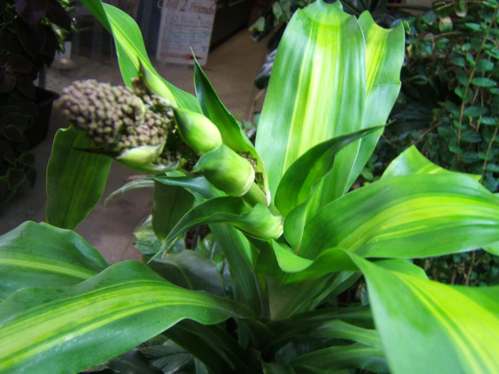 Corn House Plant blooming from Tell 2 Friends Indoor Gardening