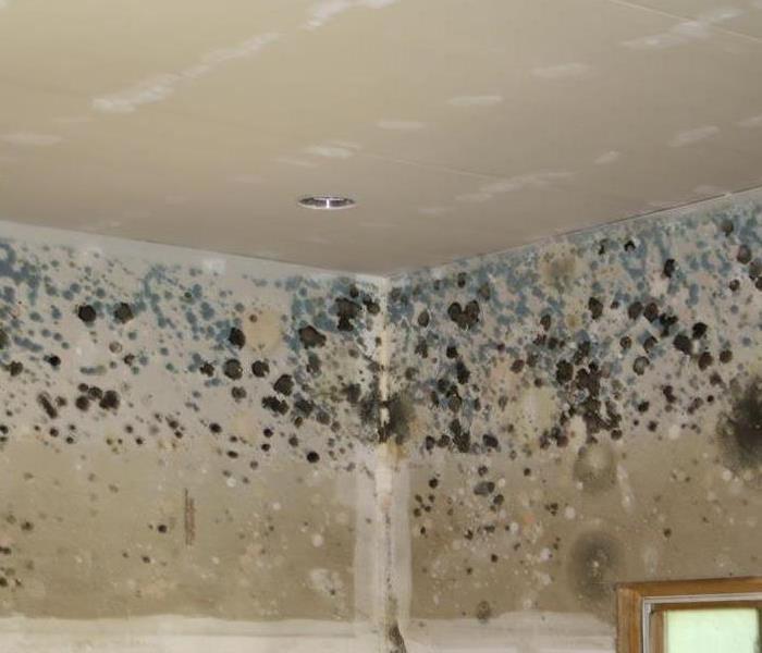 A1 Water & Mold Removal San Antonio San Antonio TX 78261 2109347255