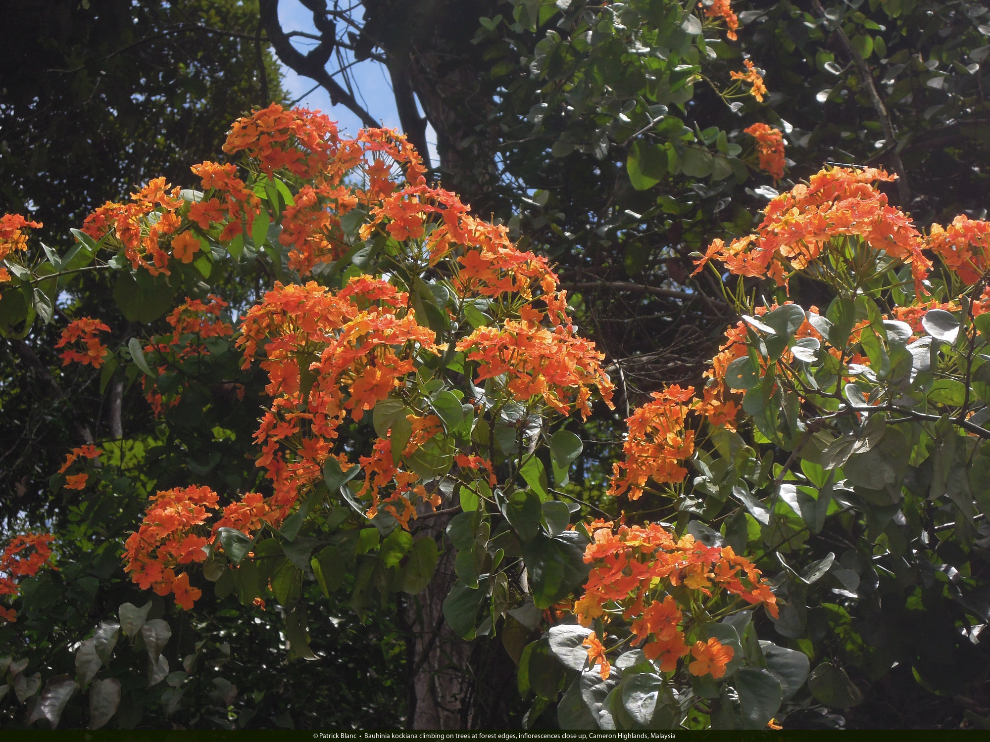 Malaysia Flowering Trees Home Alqu