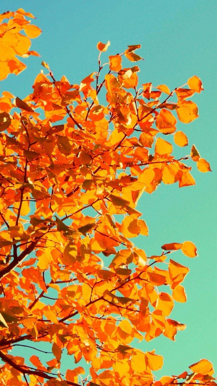Cute iPhone wallpapers for fall Musely