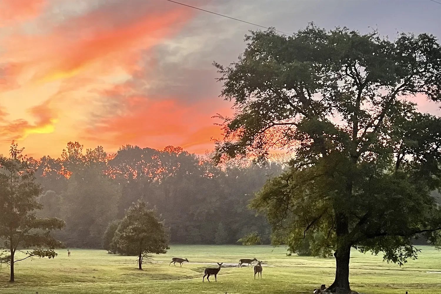 Luxury Cabin Rentals in Royal, AR Owl Creek Cabins