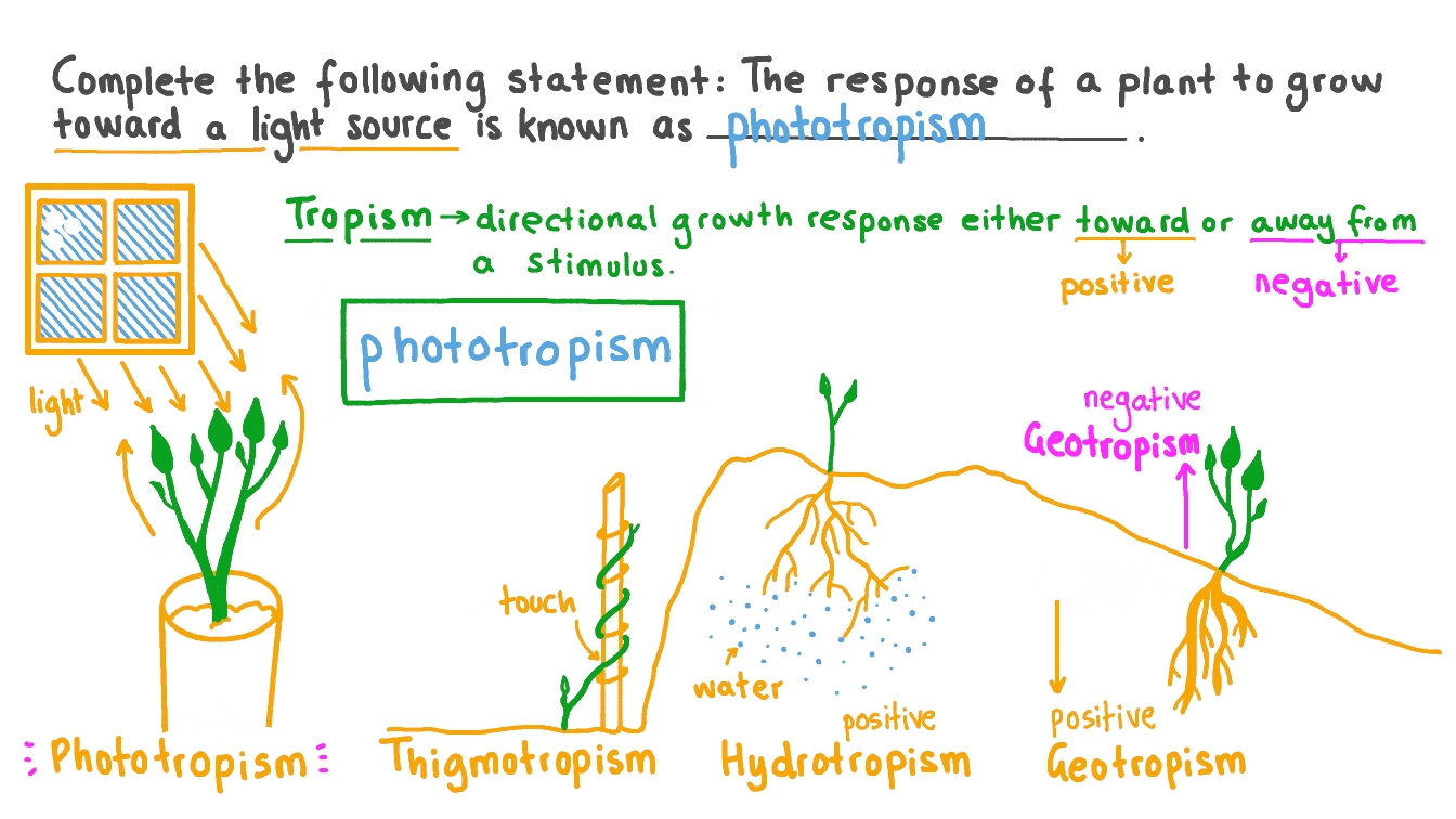 What Causes Plants To Grow Towards Light at Christina Branson blog