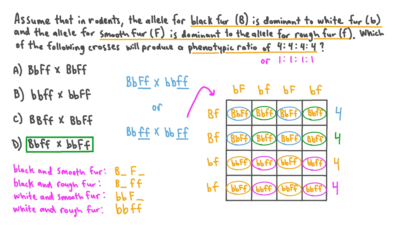 Genotype Ratio