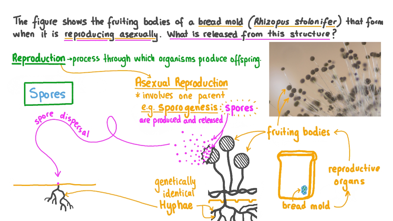 Question Video Identifying the Structures Released in Asexual