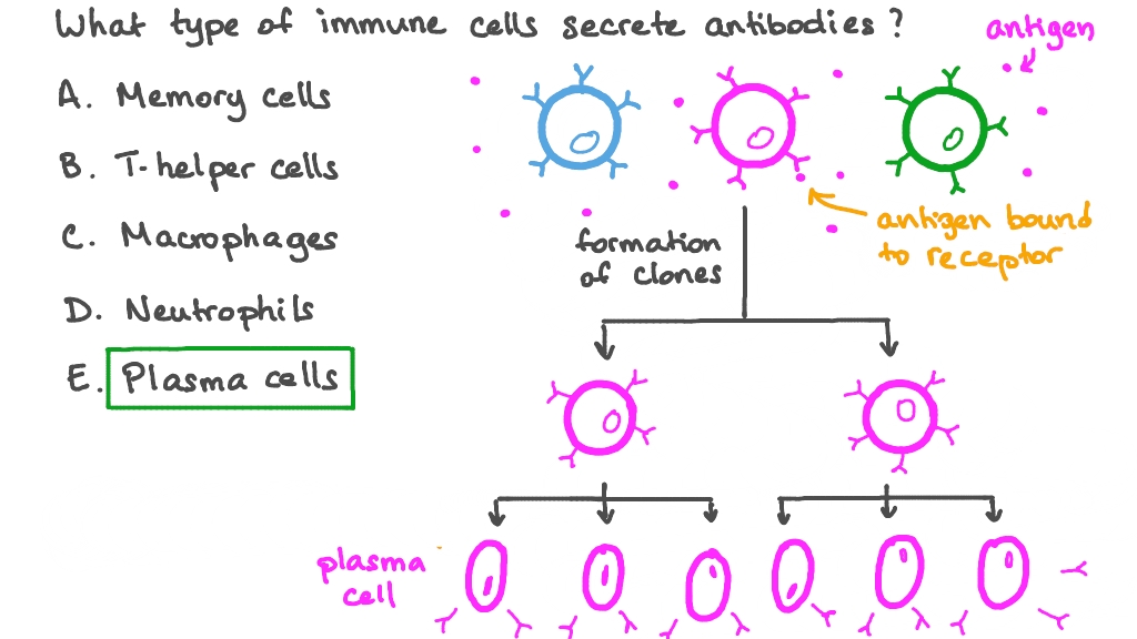 Question Video Recalling the Immune Cells That Secrete Antibodies Nagwa