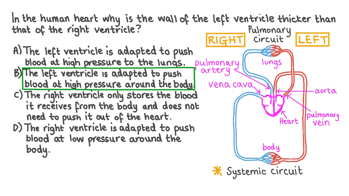 Question Video Understanding the Difference in the Thickness of the