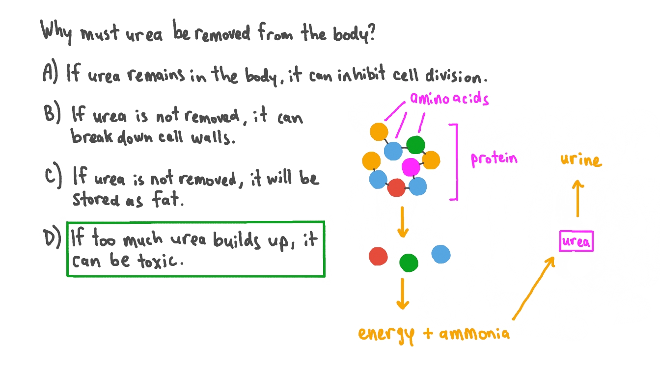 Question Video Explaining Why Urea Must Be Removed from the Body Nagwa