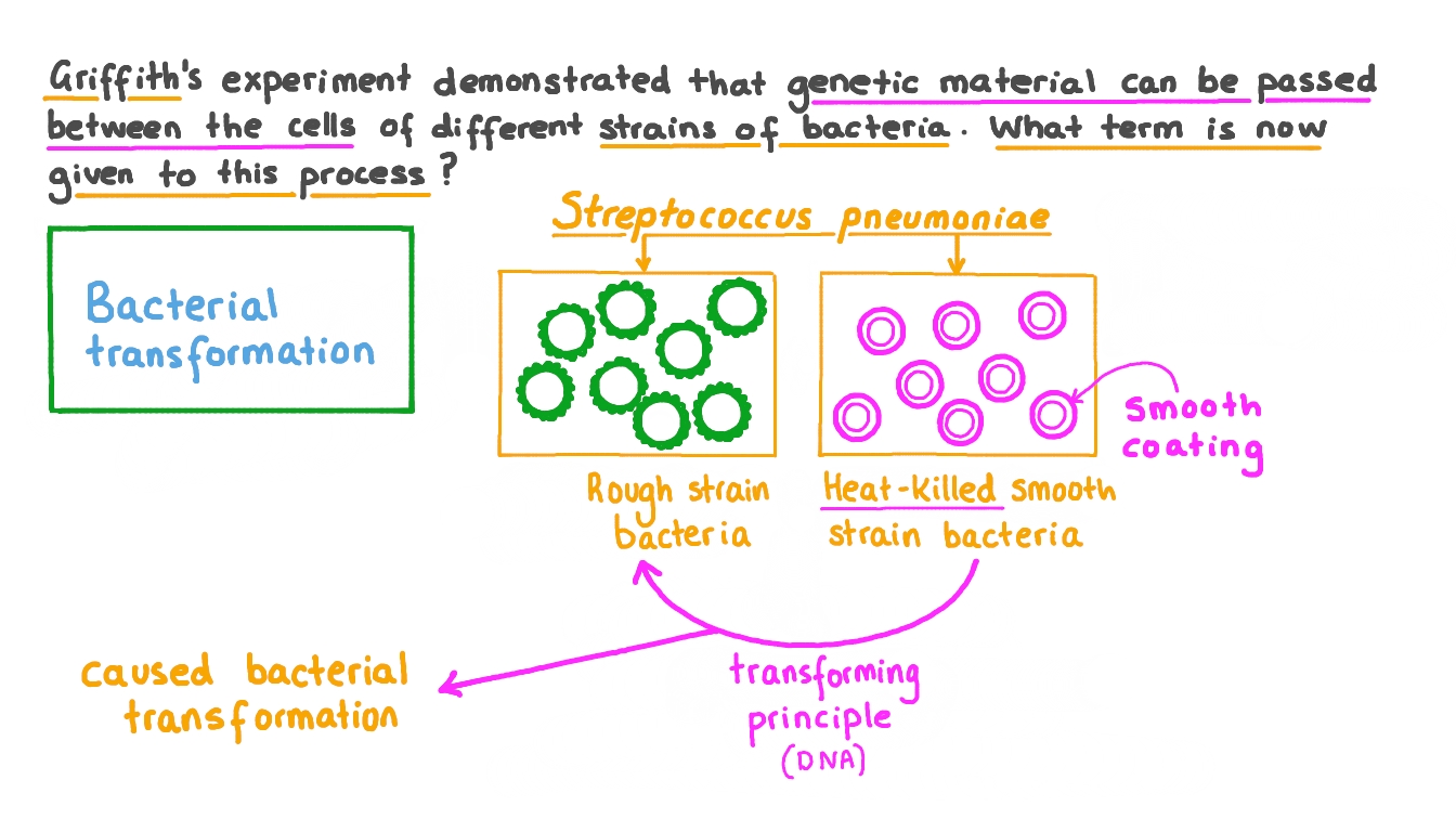 Question Video Stating That Bacterial Transformation Was Demonstrated