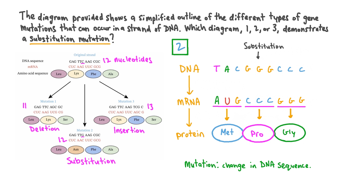 Question Video Identifying a Substitution Mutation Nagwa