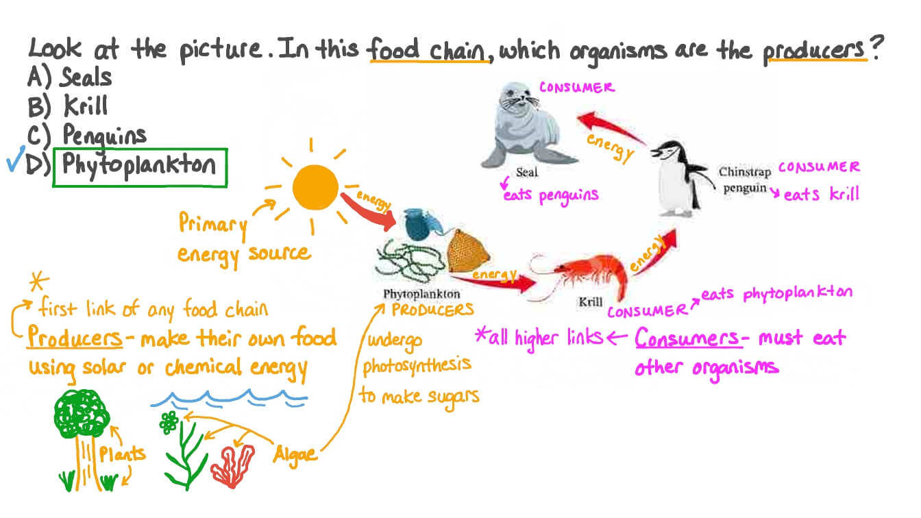 Question Video Identifying the Producers in a Food Chain Nagwa